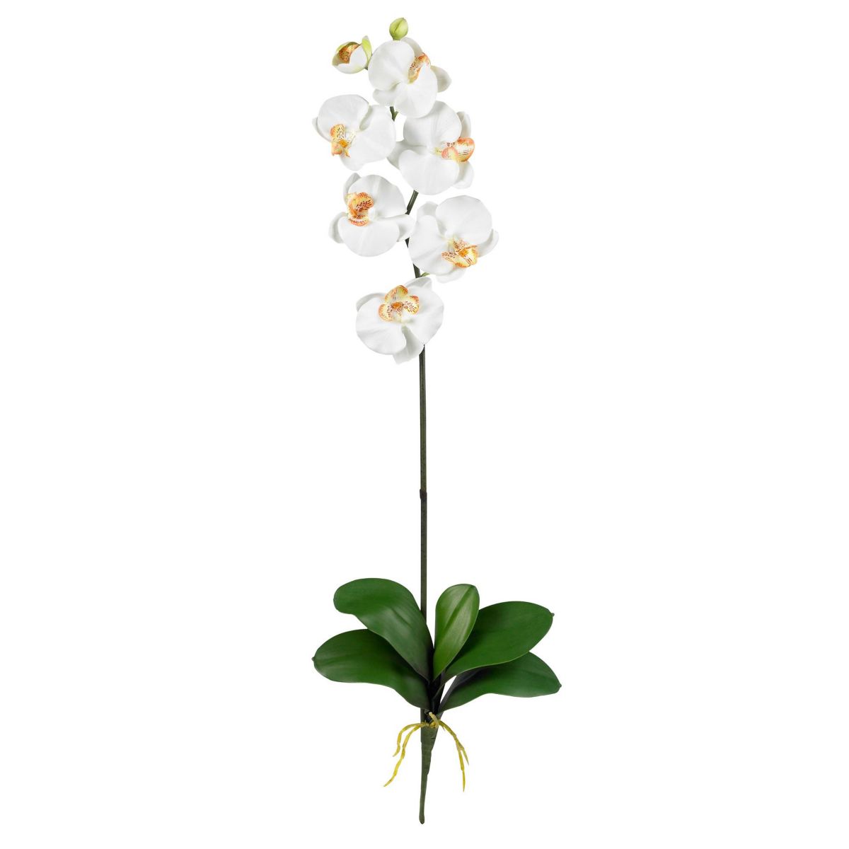 Phalaenopsis Stem - Set of 12