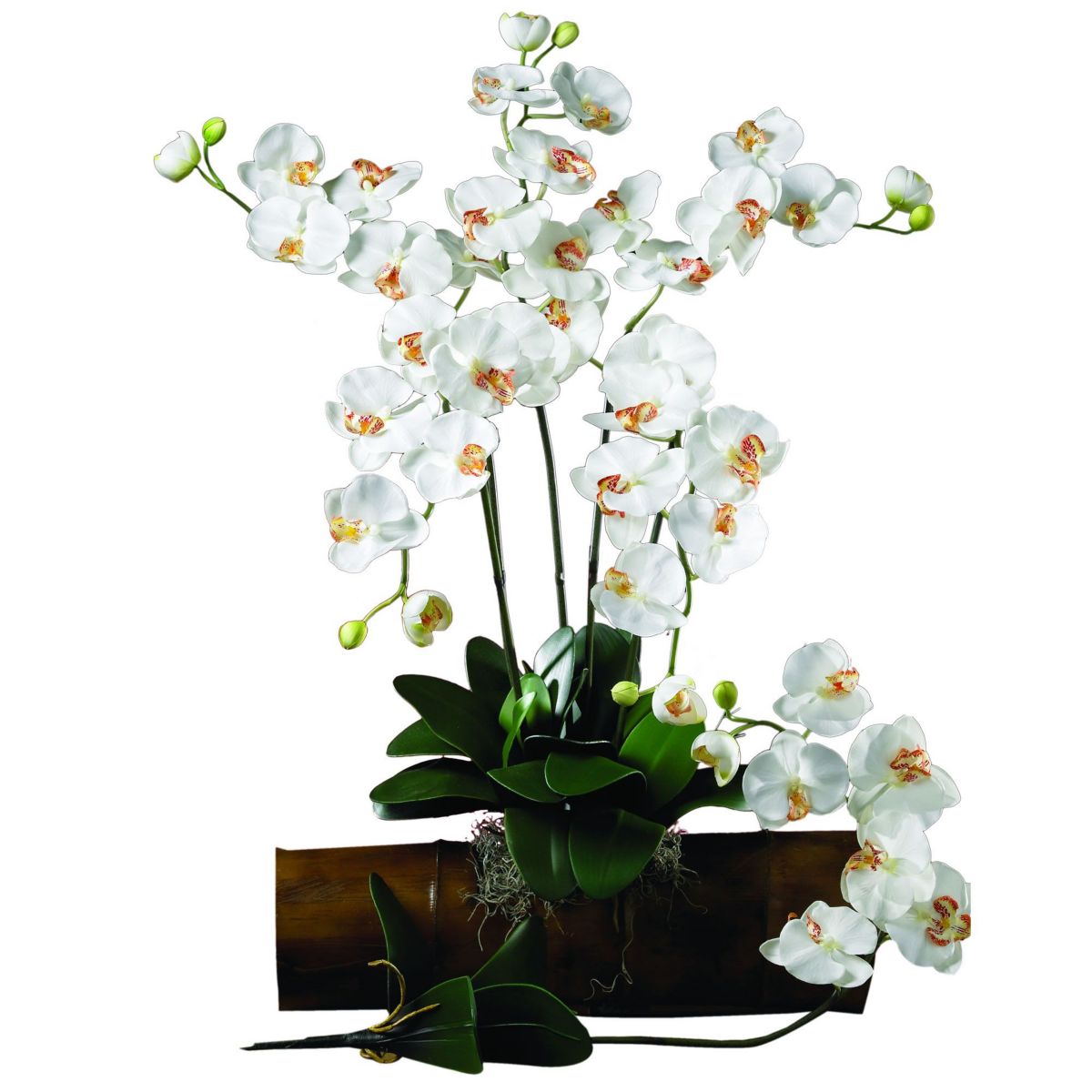 Phalaenopsis Stem - Set of 12