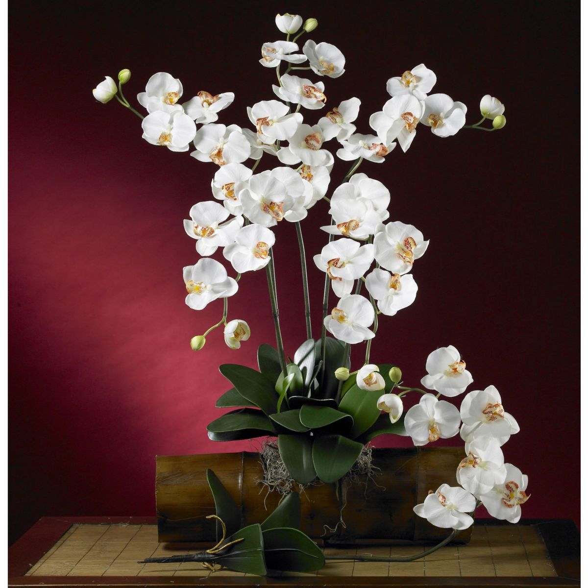 Phalaenopsis Stem - Set of 12