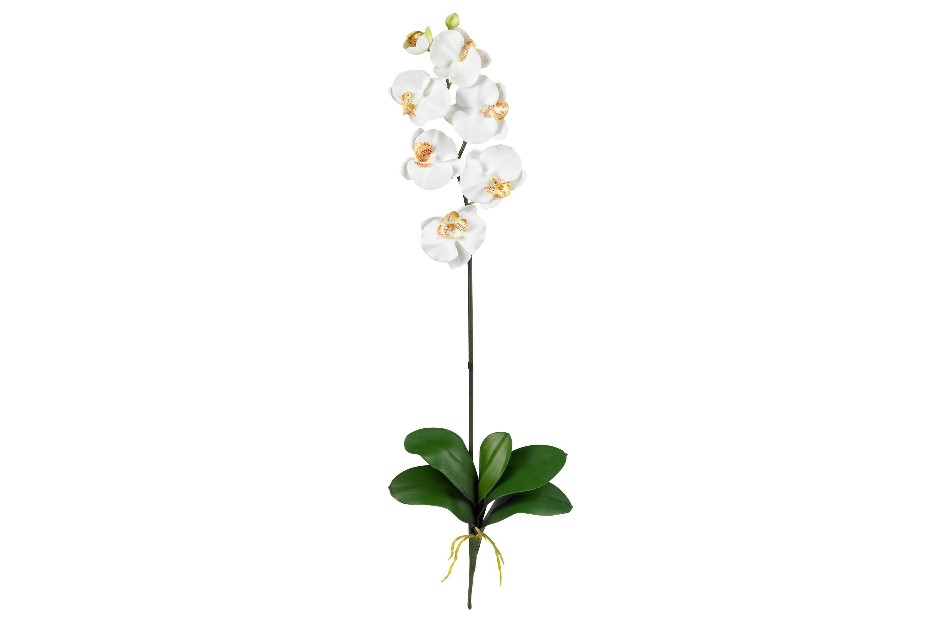 Phalaenopsis Stem (Set of 6)
