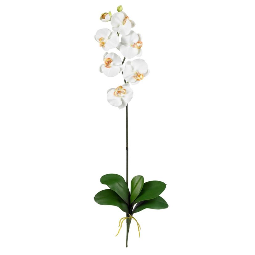 Phalaenopsis Stem (Set of 6)