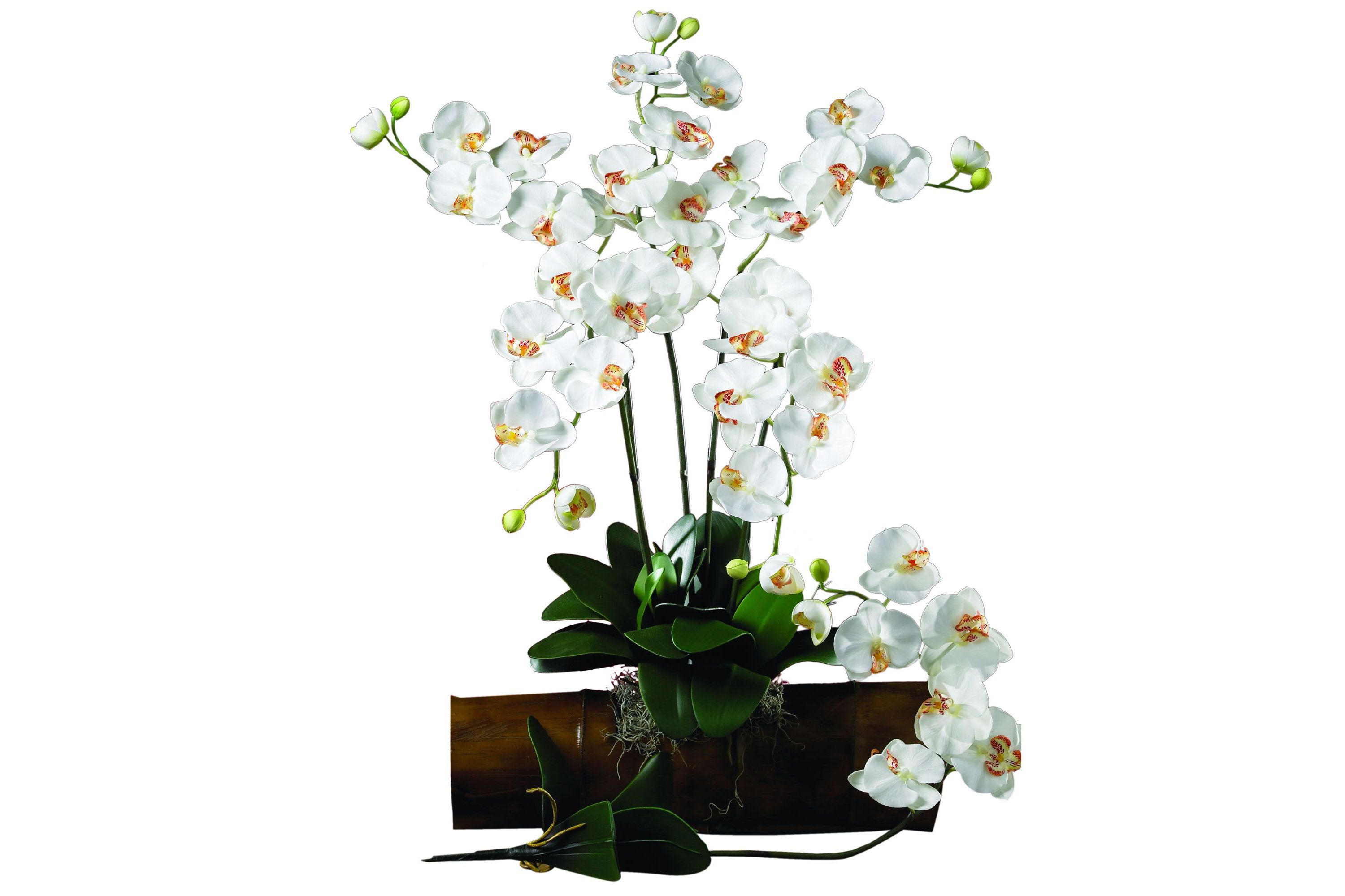 Phalaenopsis Stem (Set of 6)