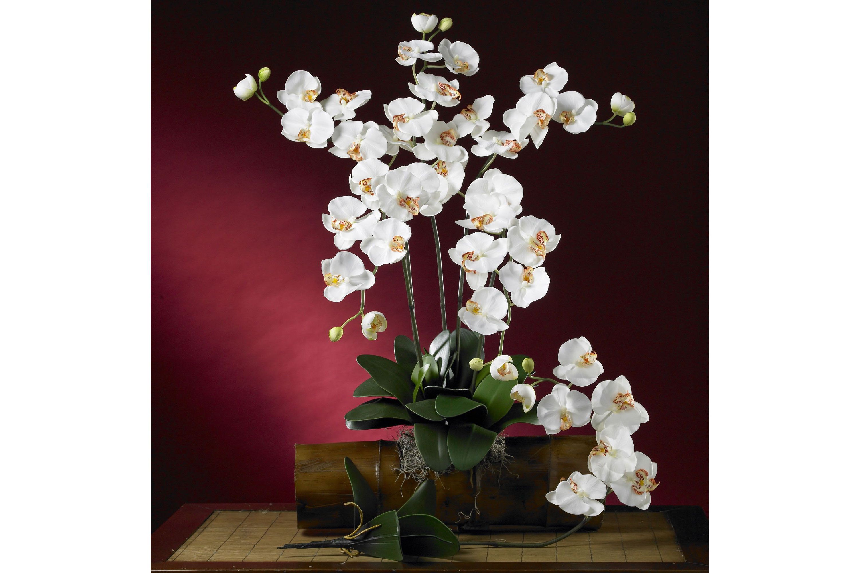 Phalaenopsis Stem (Set of 6)