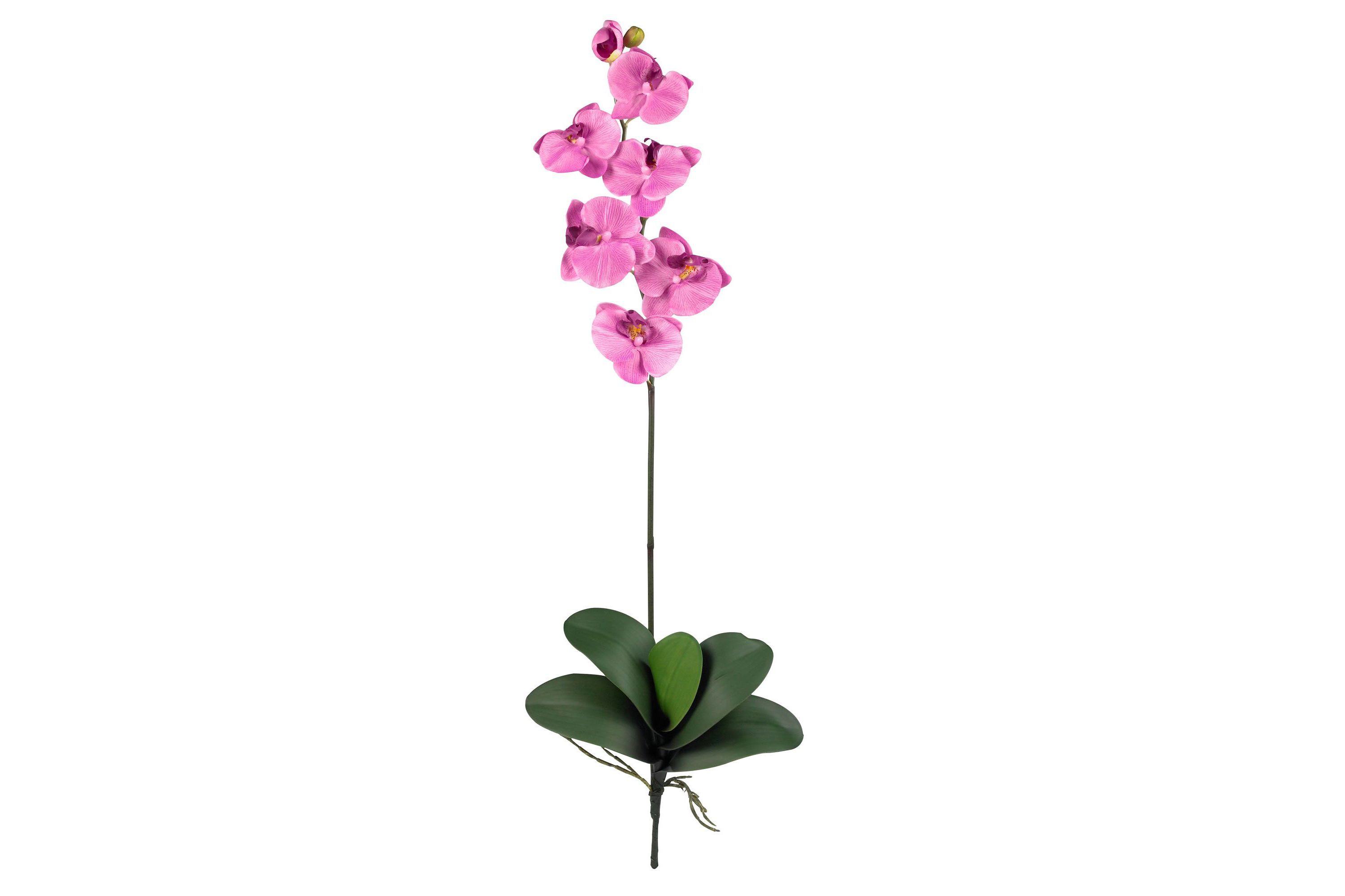 Phalaenopsis Stem (Set of 6)