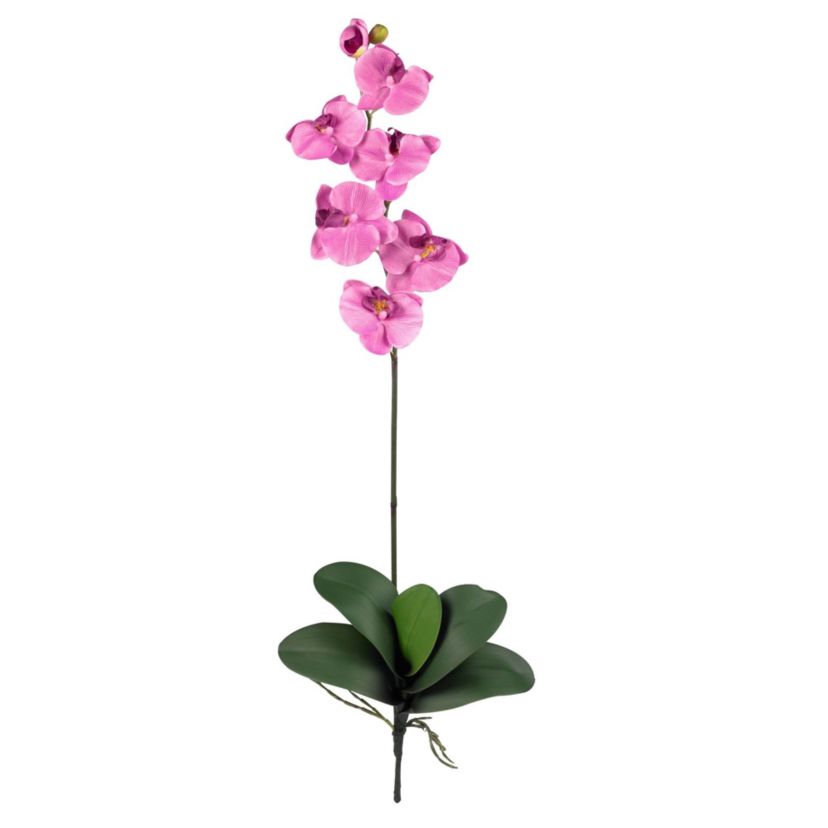 Phalaenopsis Stem (Set of 6)