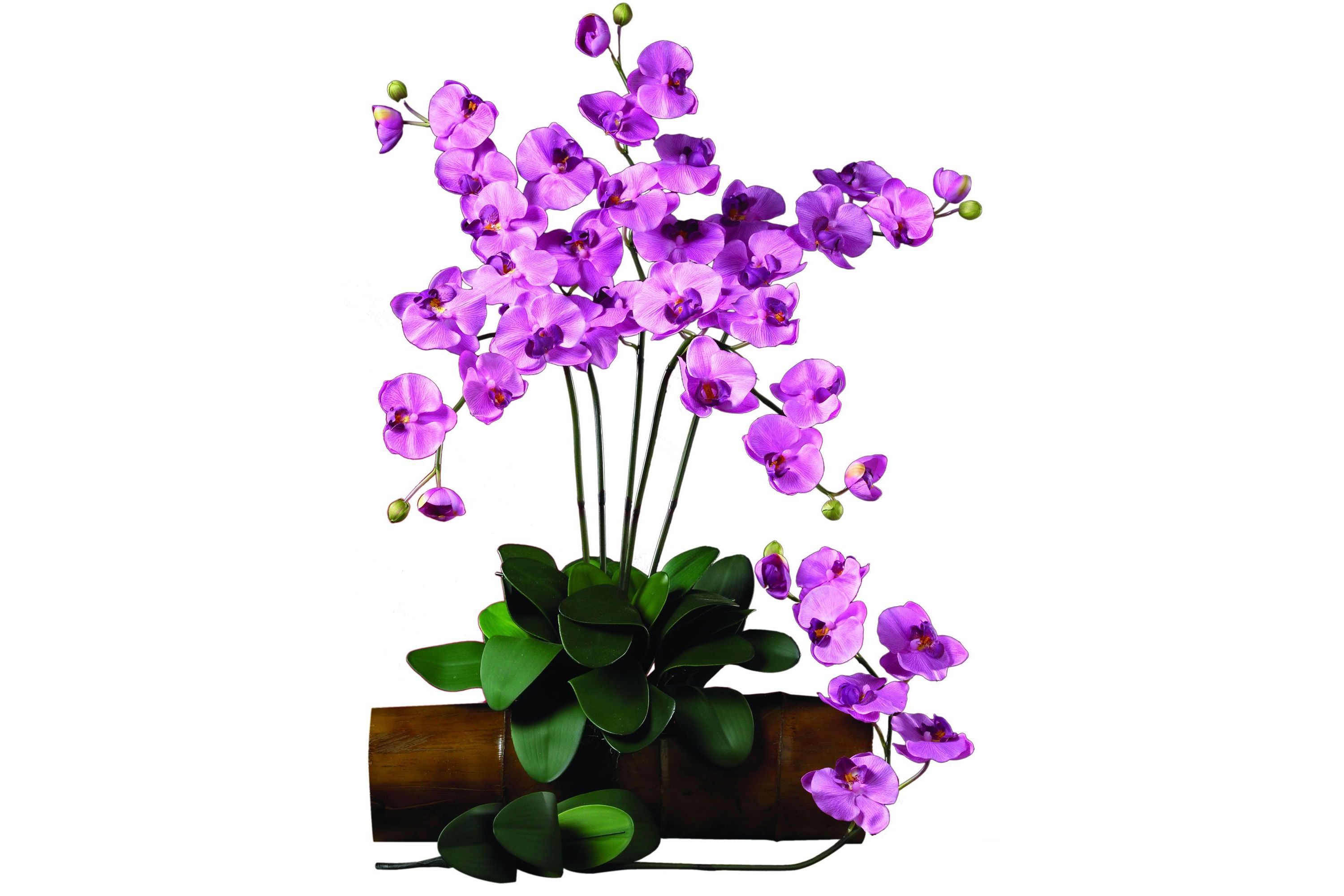 Phalaenopsis Stem (Set of 6)