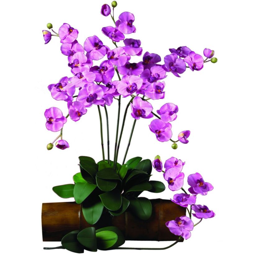 Phalaenopsis Stem (Set of 6)