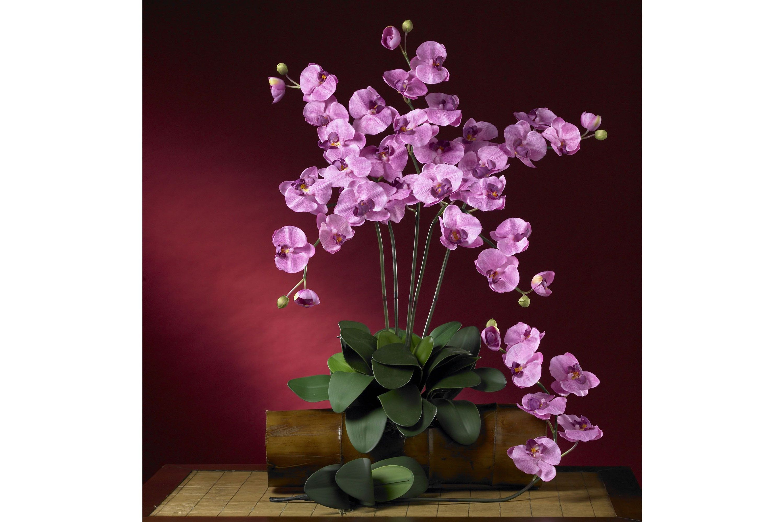 Phalaenopsis Stem (Set of 6)