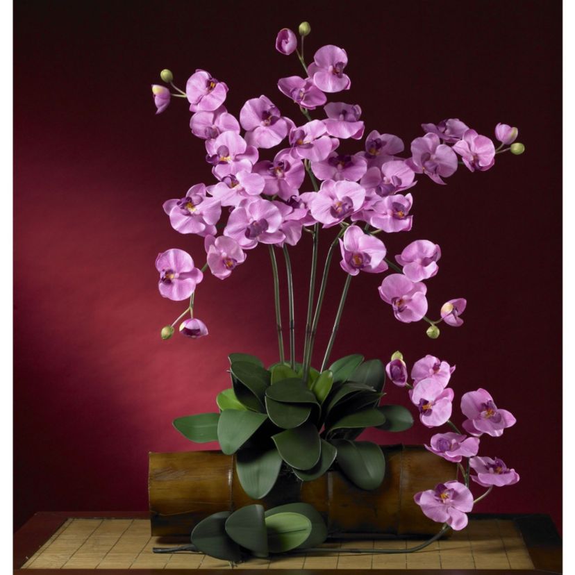 Phalaenopsis Stem (Set of 6)