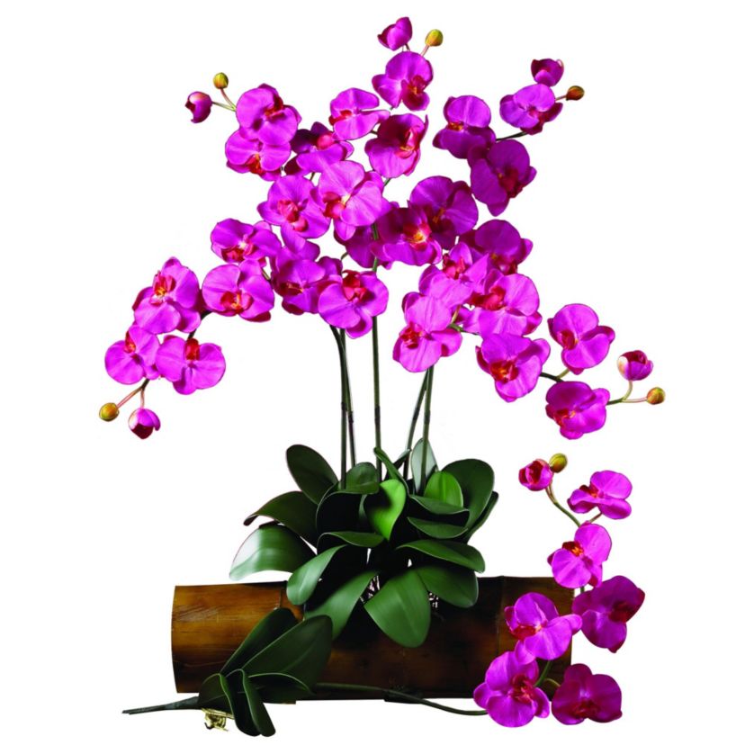 Phalaenopsis Stem (Set of 6)