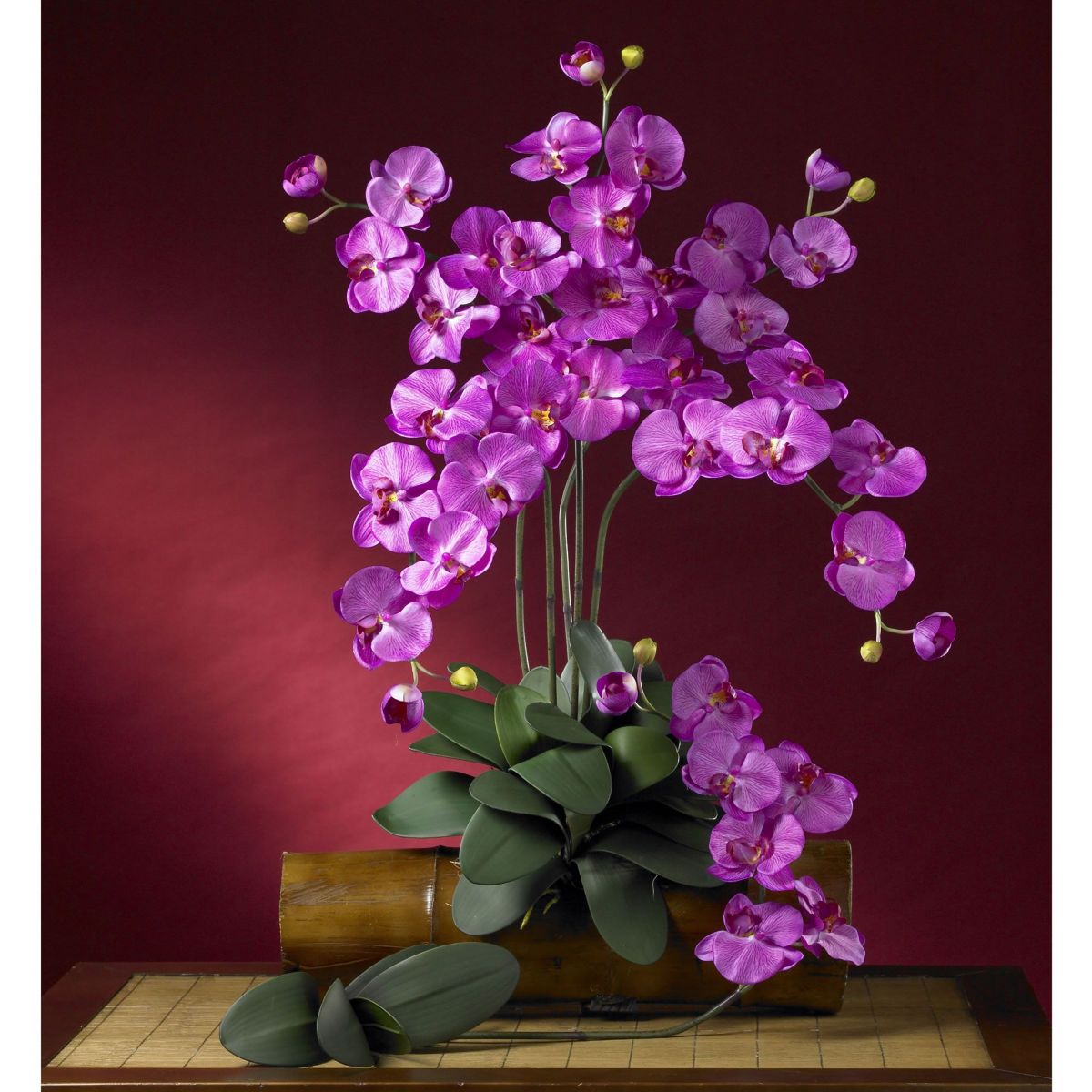 Phalaenopsis Stem (Set of 6)