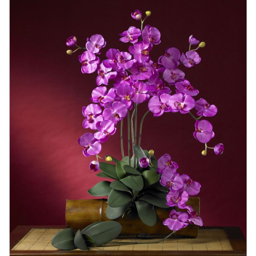 Phalaenopsis Stem (Set of 6)