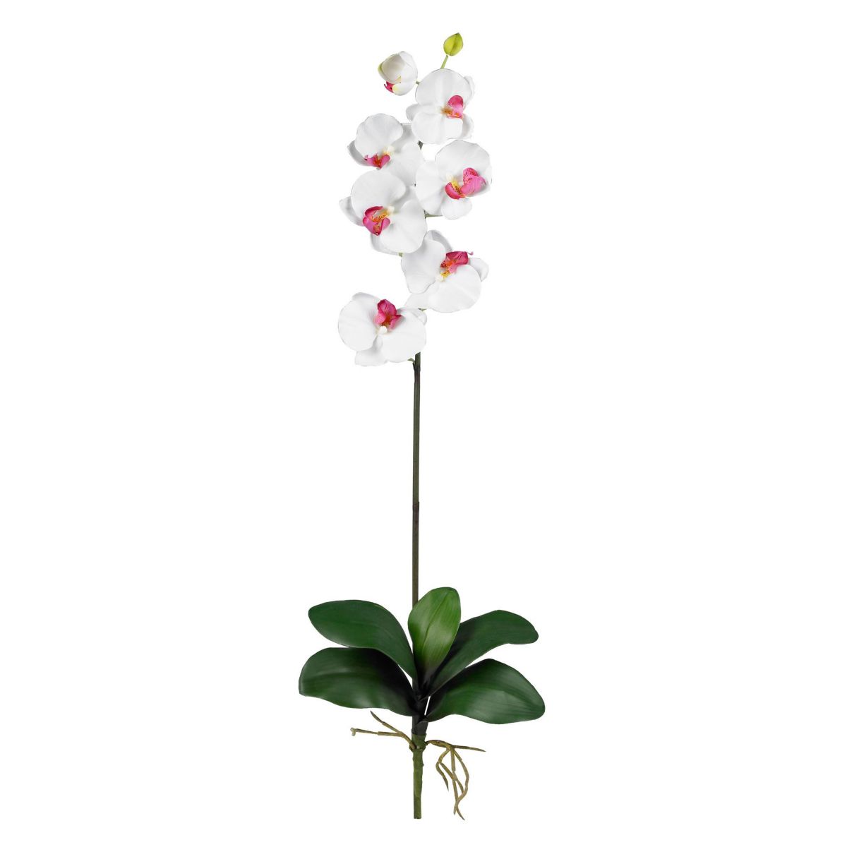 Phalaenopsis Stem (Set of 6)