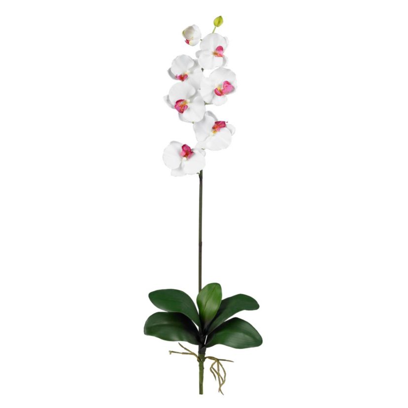 Phalaenopsis Stem (Set of 6)