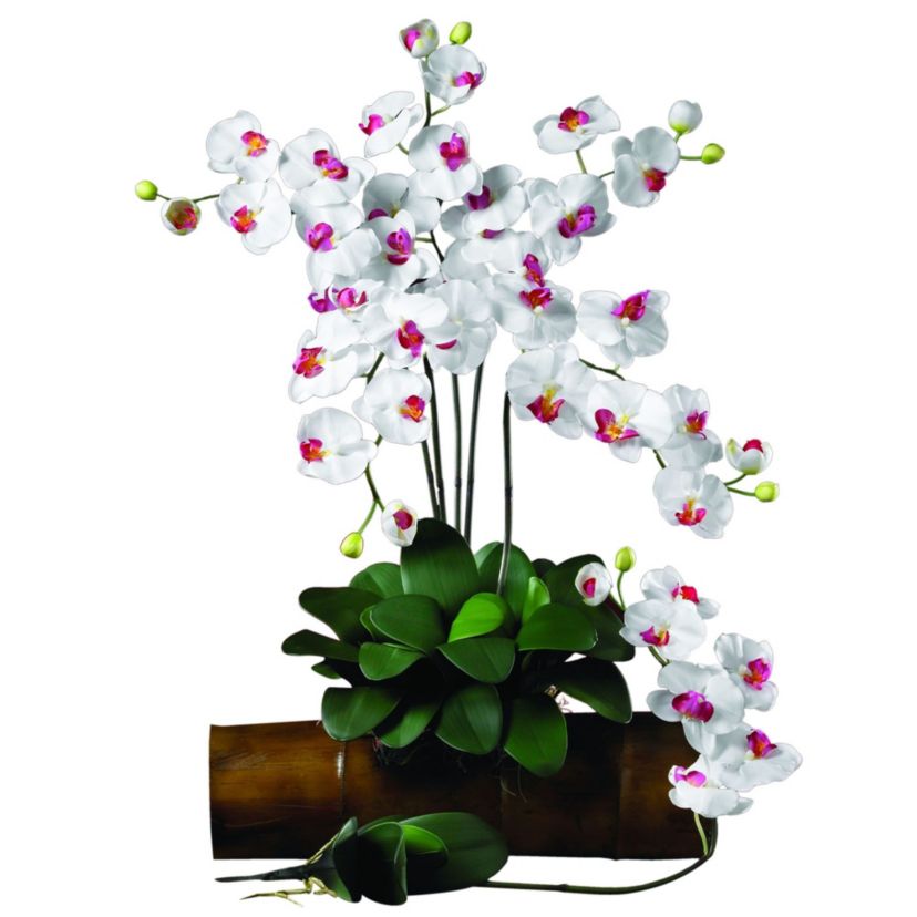 Phalaenopsis Stem (Set of 6)