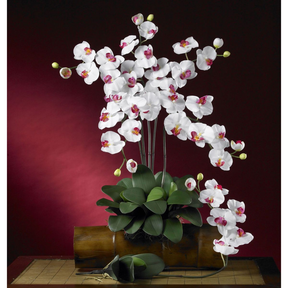 Phalaenopsis Stem (Set of 6)