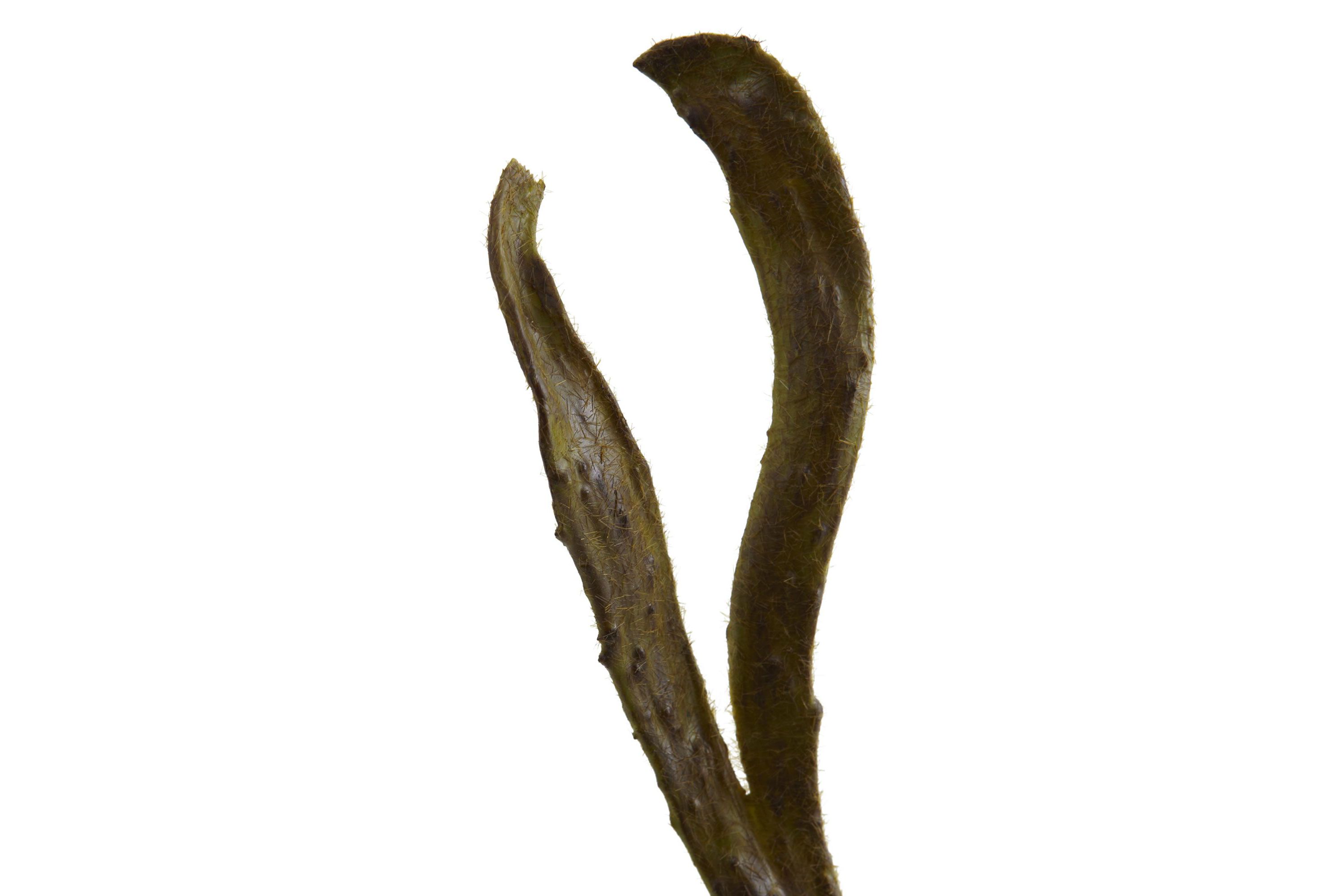 28-Inch Artificial Branch (Set of 12)