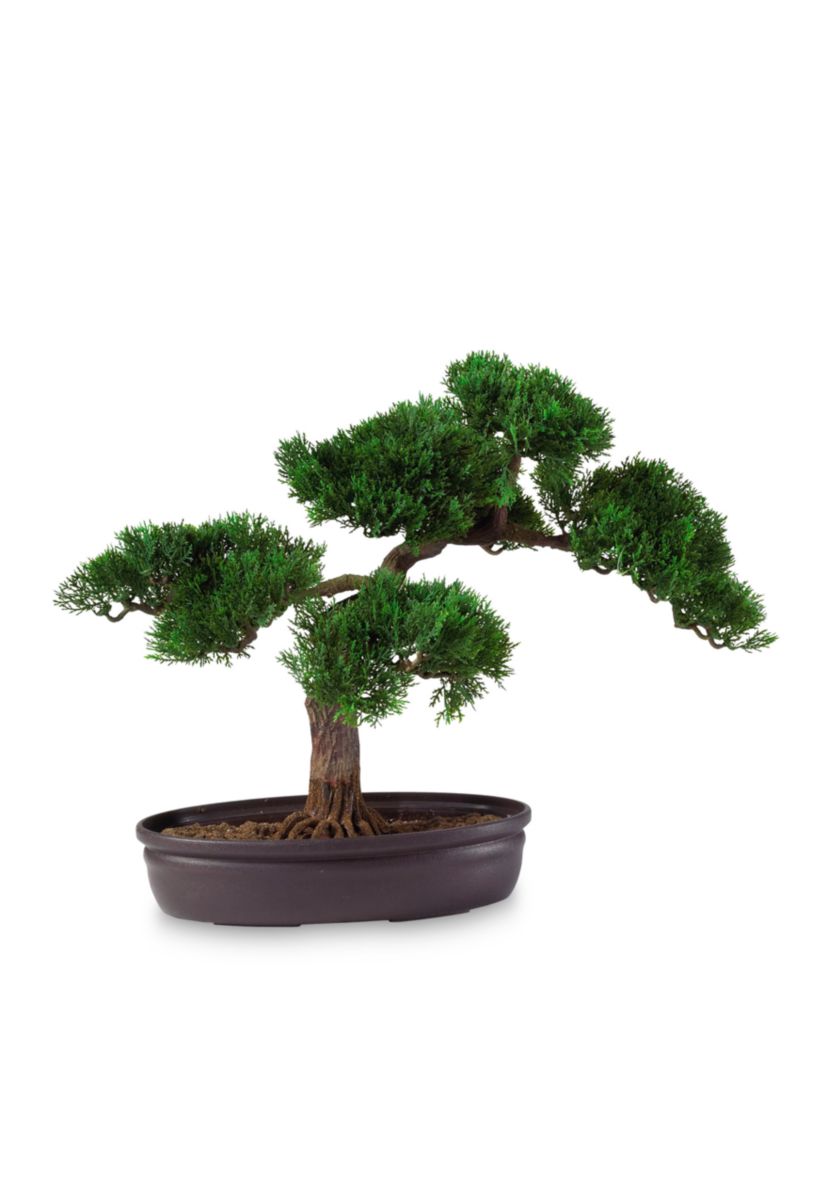 16-in. Cedar Bonsai Silk Plant
