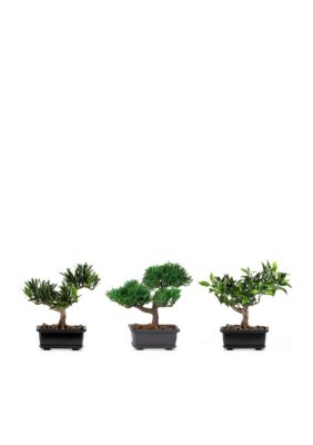 8.5-in. Bonsai Silk Plant Collection