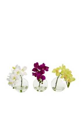 Phalaenopsis Orchid Arrangement in Vase - Set of 3