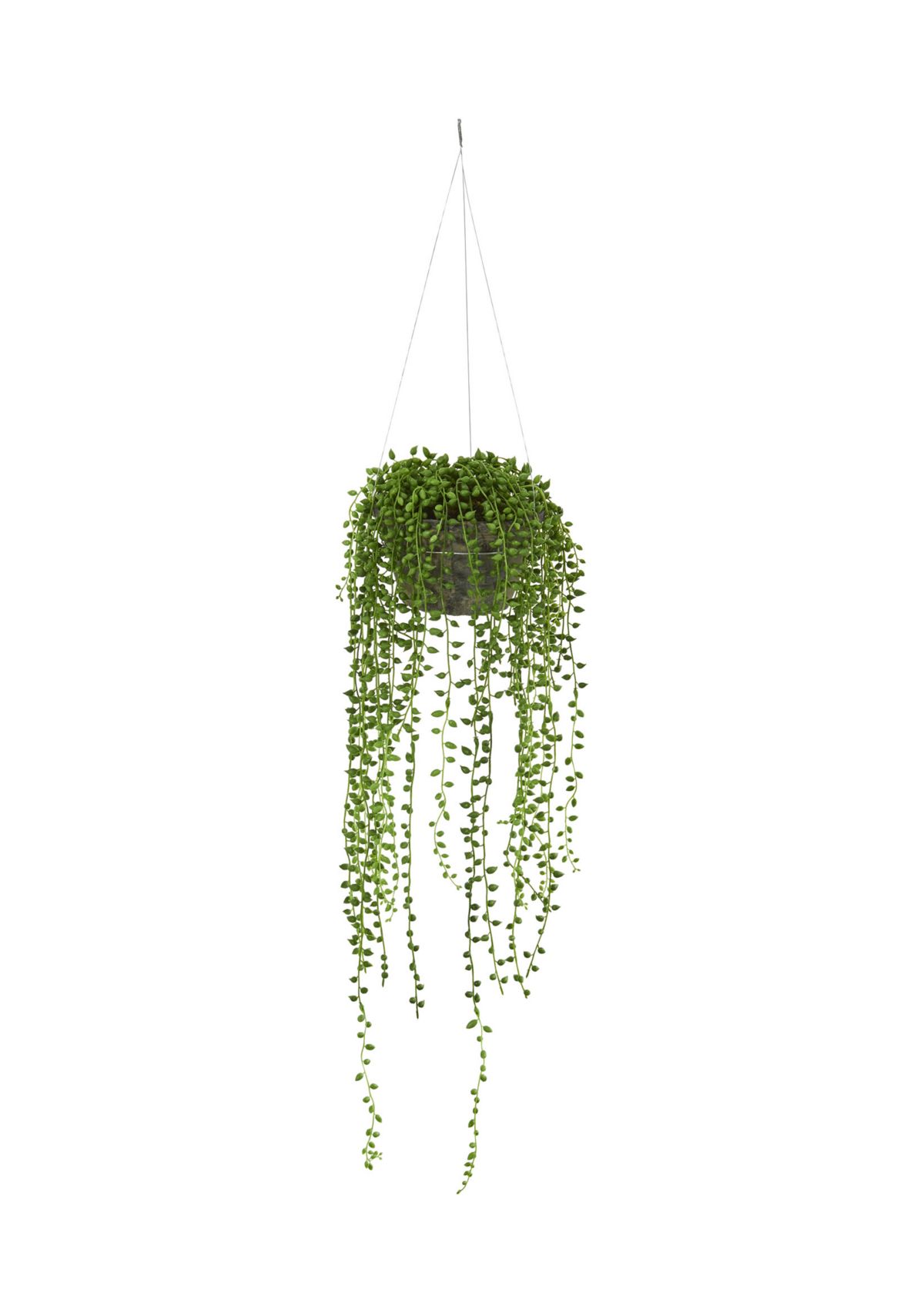 String of Pearl Plant Hanging Basket