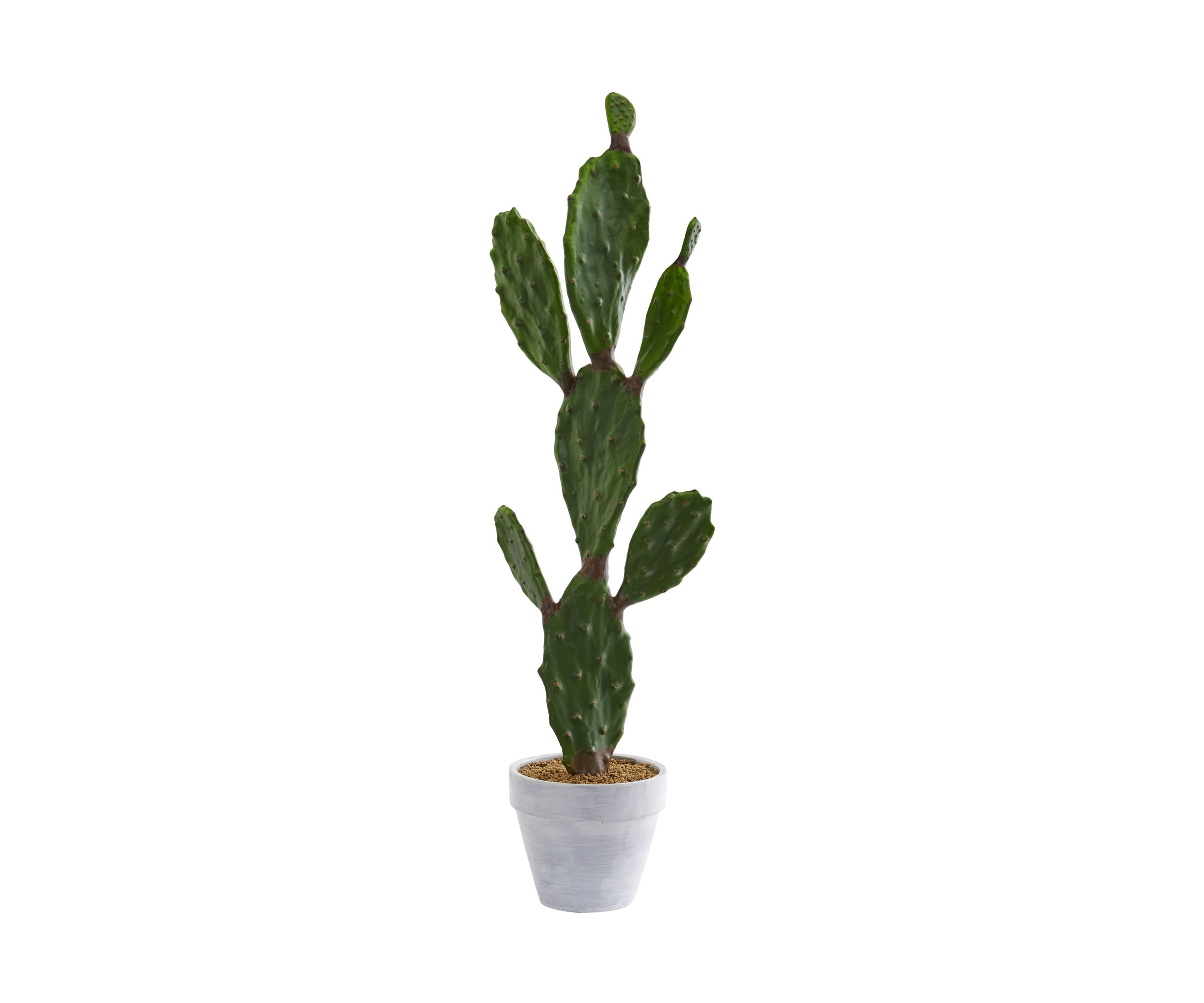 Cactus Plant