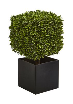 Boxwood Plant in Black Planter Indoor/Outdoor