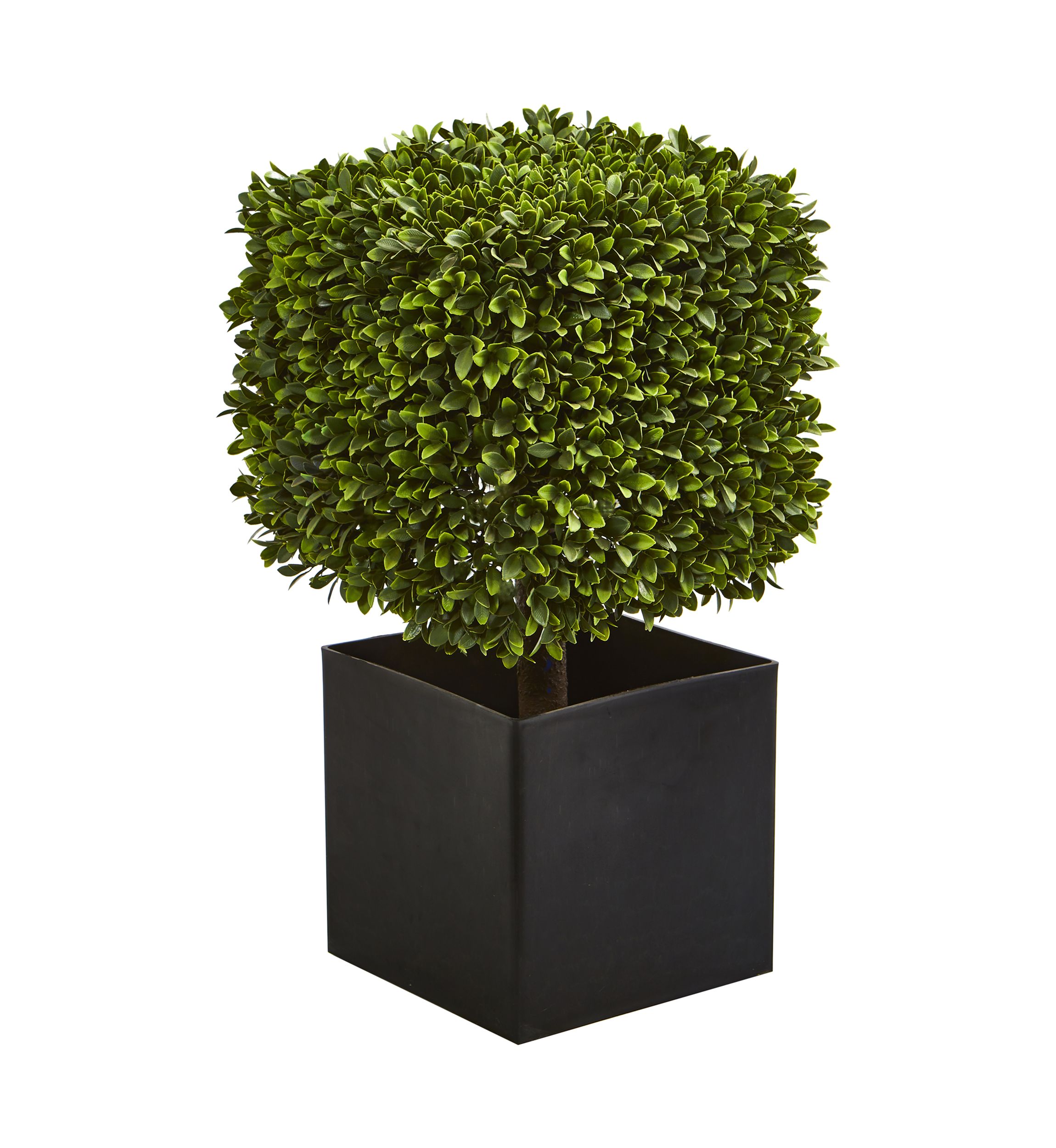 Boxwood Plant in Black Planter Indoor/Outdoor