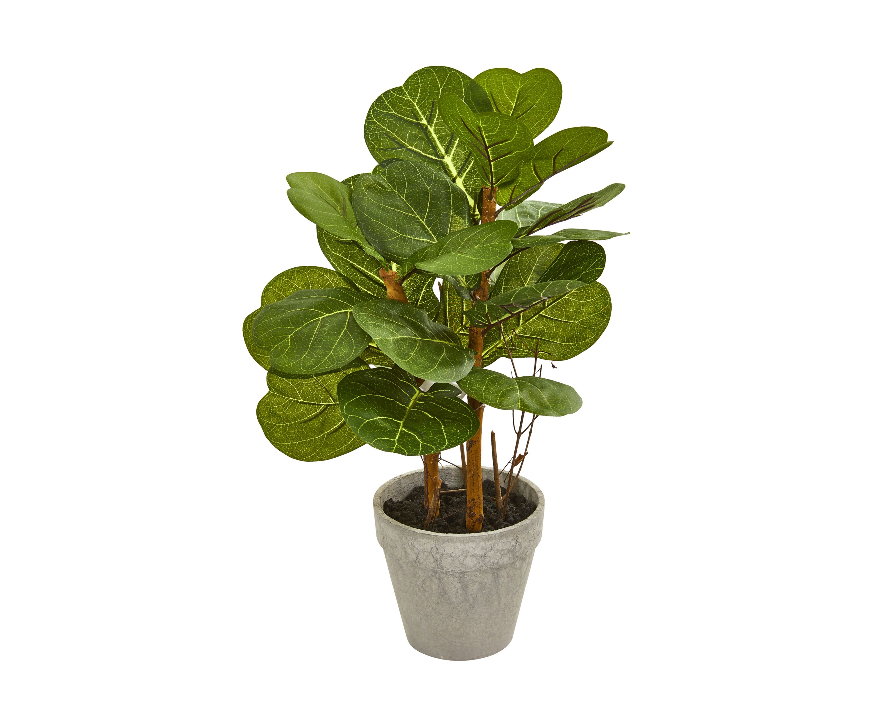 Fiddle Leaf Plant