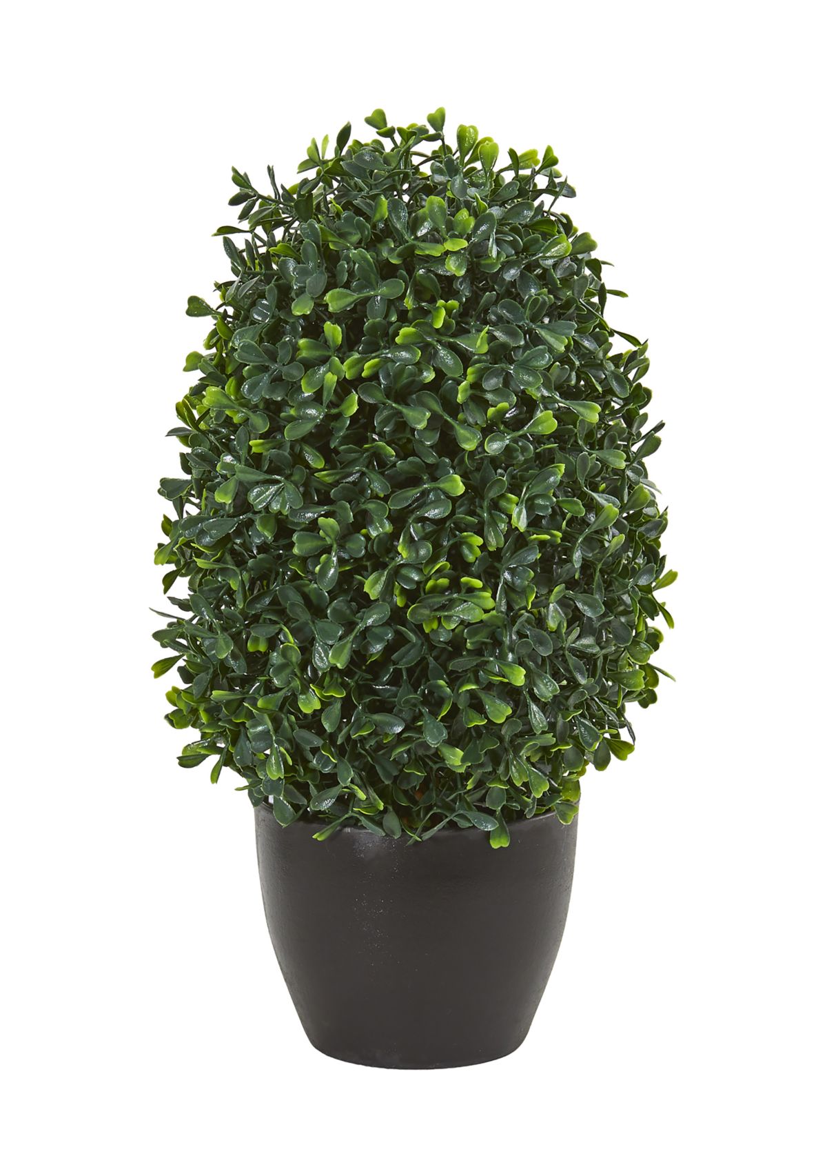 Boxwood Topiary Plant  Indoor/Outdoor