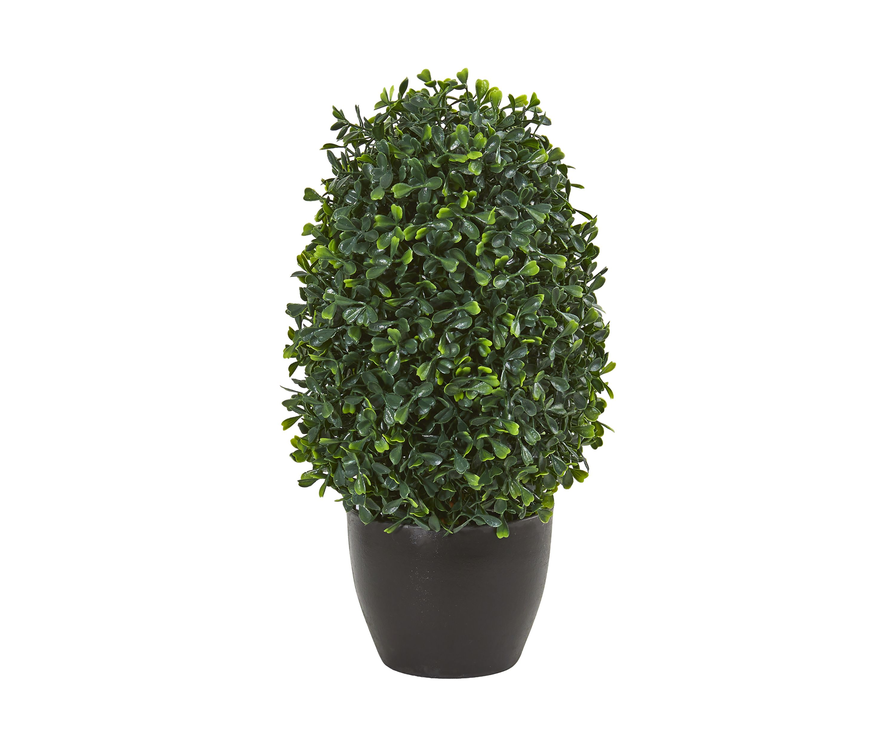 Boxwood Topiary Plant  Indoor/Outdoor