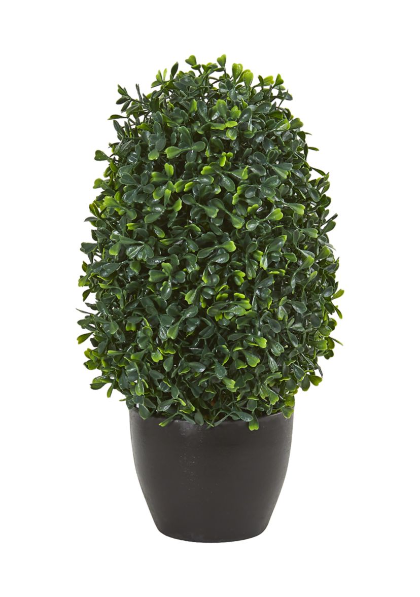 Boxwood Topiary Plant  Indoor/Outdoor