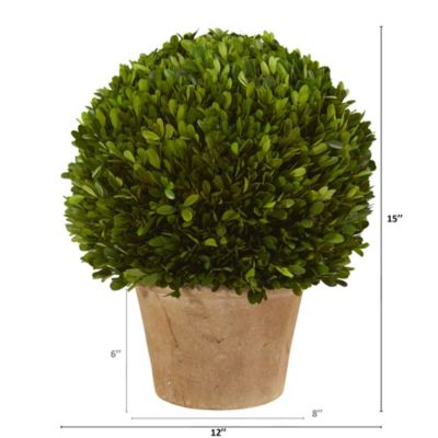 15-Inch Boxwood Ball Preserved Plant in Planter