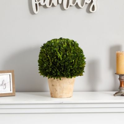 15-Inch Boxwood Ball Preserved Plant in Planter