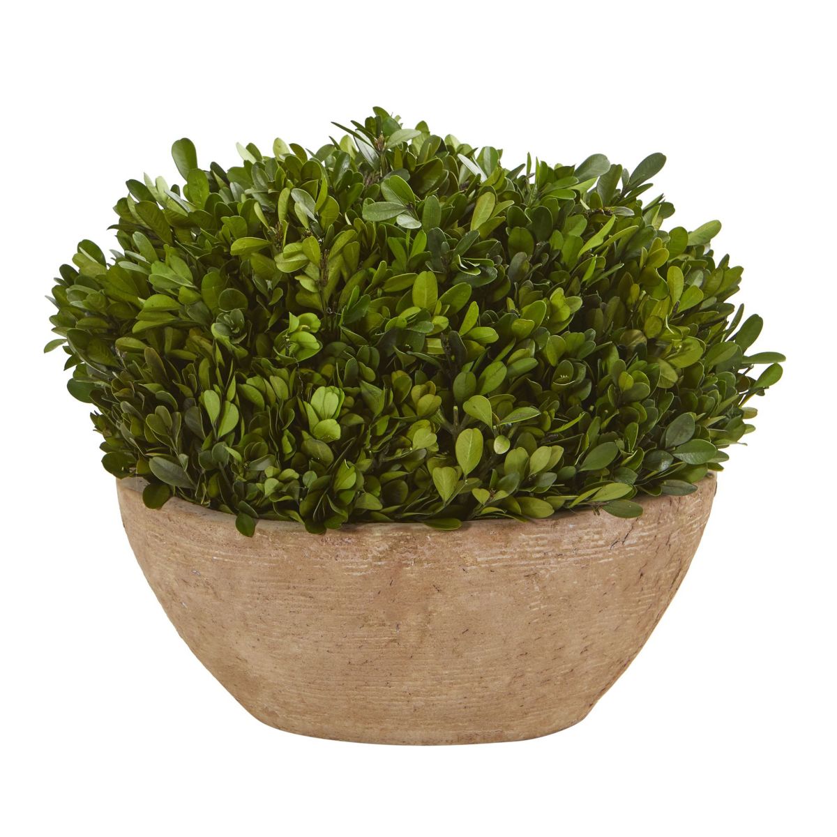 12-Inch Boxwood Preserved Plant in Oval Planter
