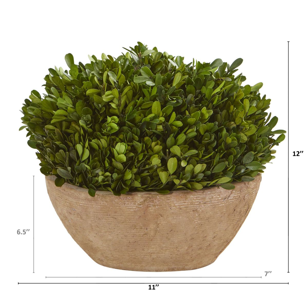 12-Inch Boxwood Preserved Plant in Oval Planter