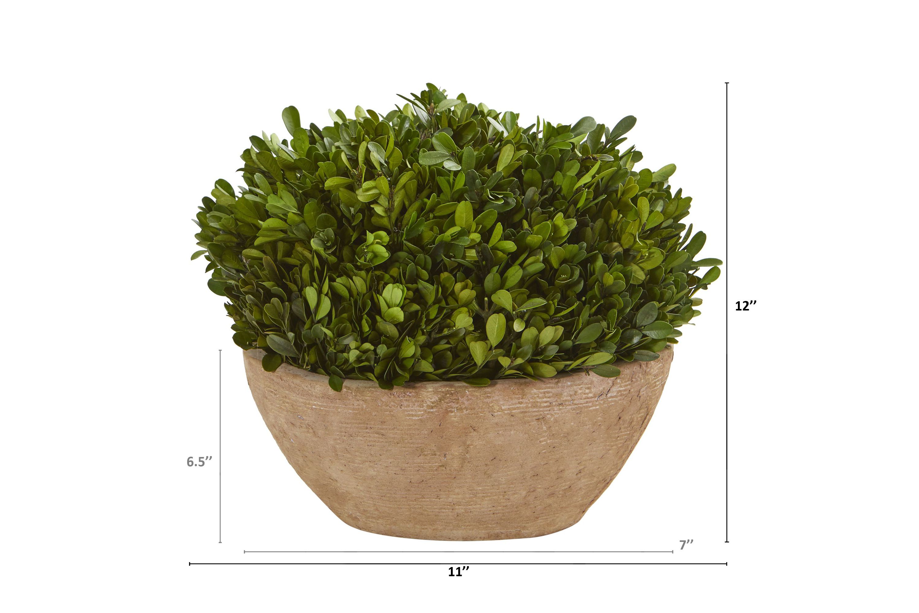 12-Inch Boxwood Preserved Plant in Oval Planter
