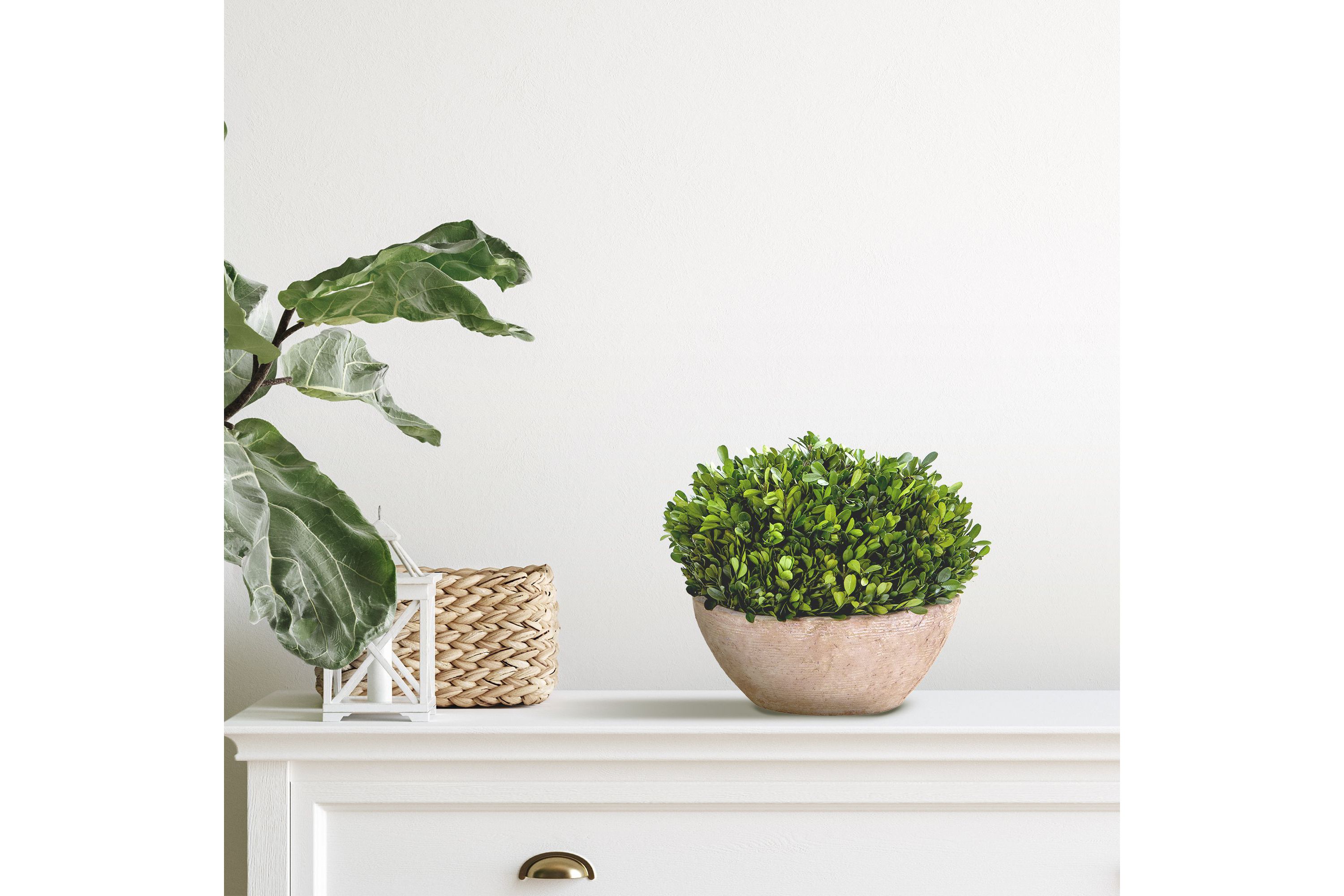 12-Inch Boxwood Preserved Plant in Oval Planter