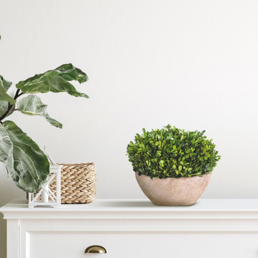 12-Inch Boxwood Preserved Plant in Oval Planter