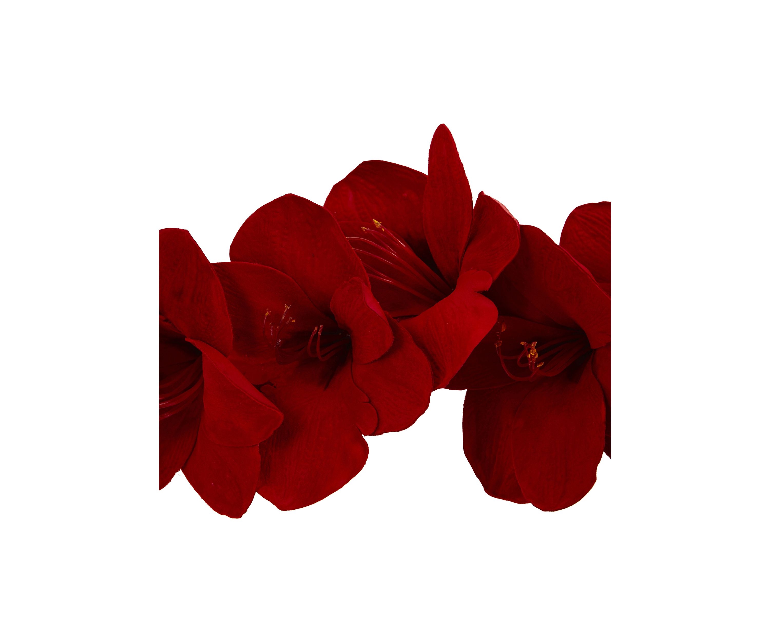 5 Foot Amaryllis Silk Garland