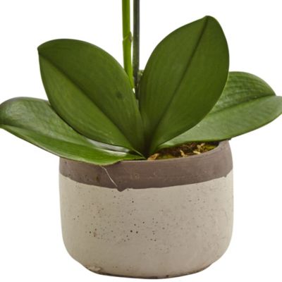 Phalaenopsis Orchid in Ceramic Pot