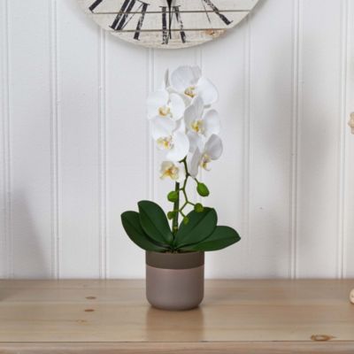 Phalaenopsis Orchid in Ceramic Pot