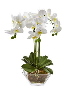 Triple Phalaenopsis Orchid in Glass Vase