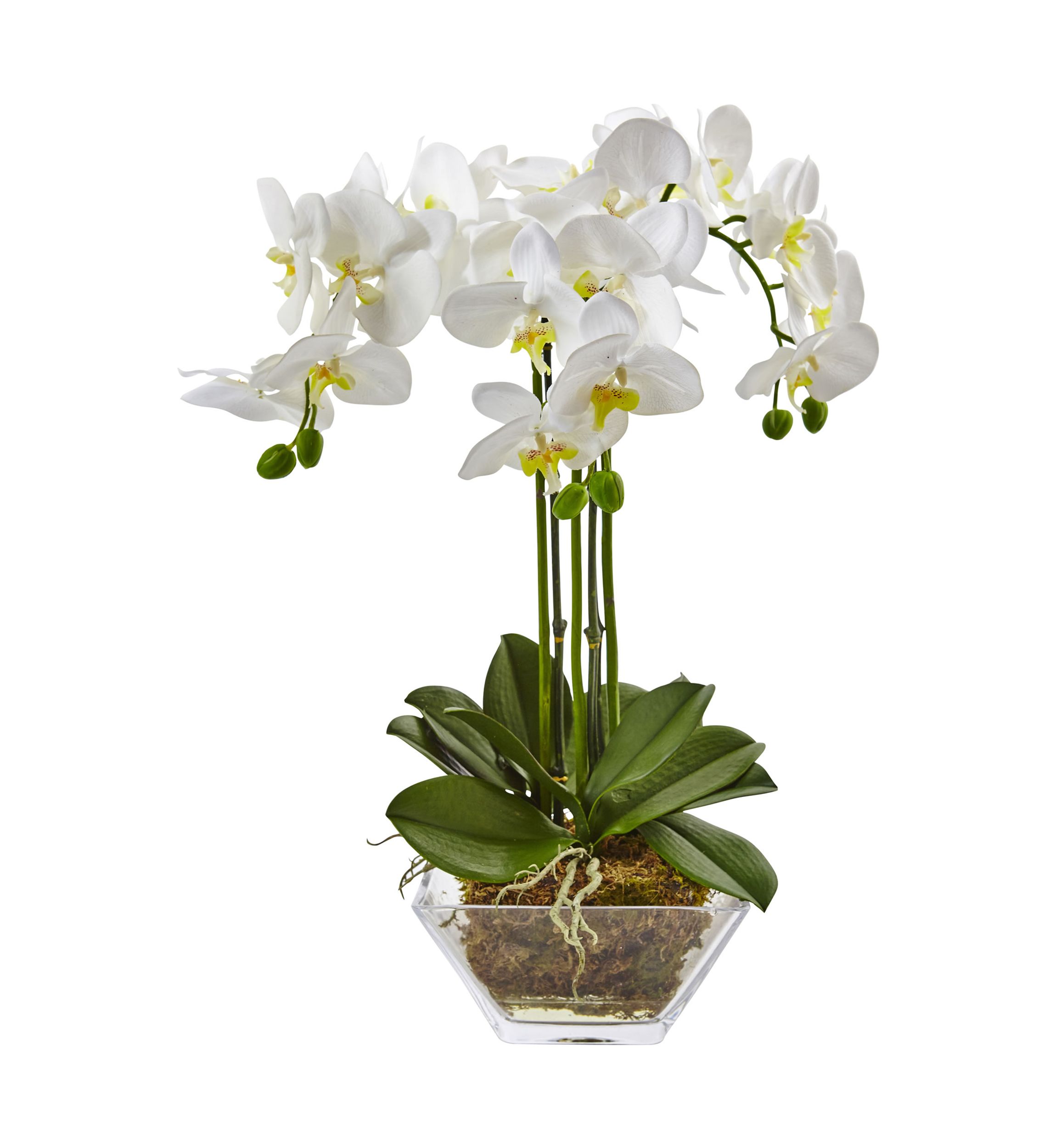 Triple Phalaenopsis Orchid in Glass Vase