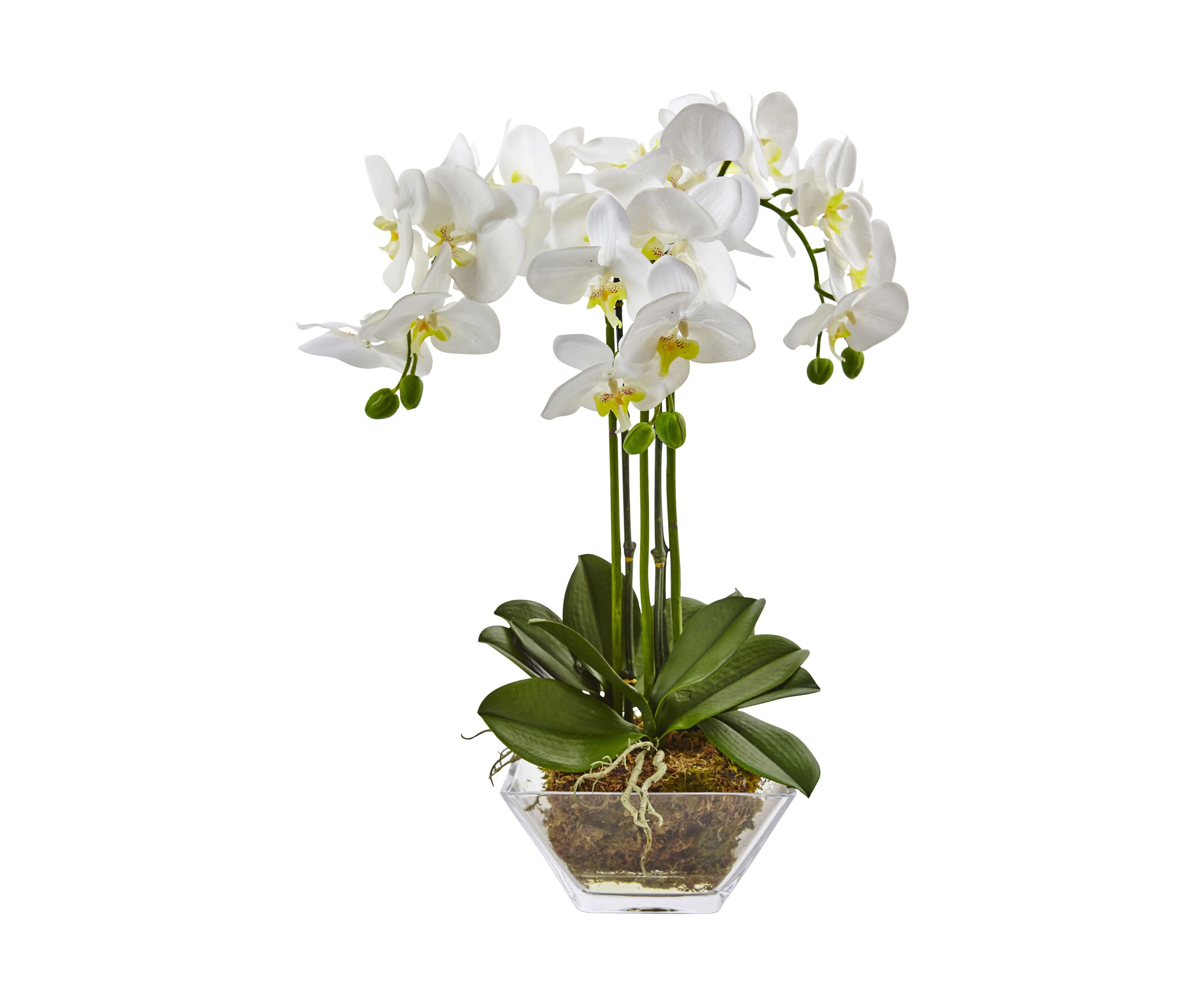 Triple Phalaenopsis Orchid in Glass Vase