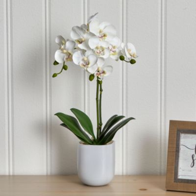 Phalaenopsis in Frosted Glass