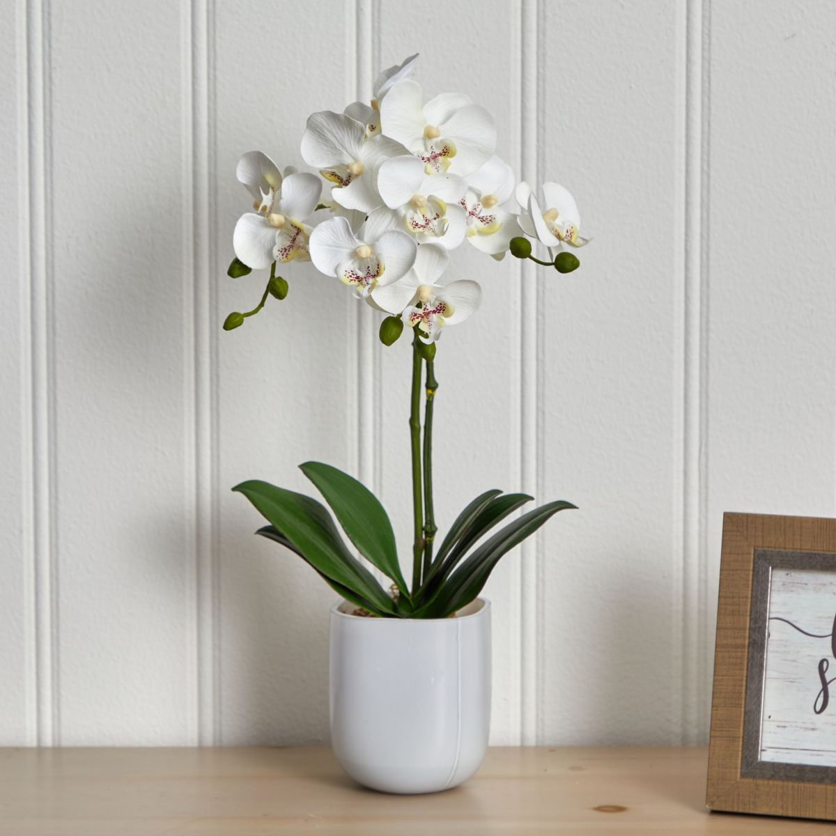 Phalaenopsis in Frosted Glass