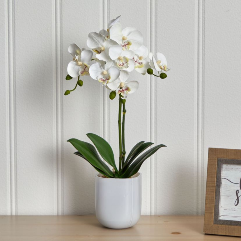 Phalaenopsis in Frosted Glass