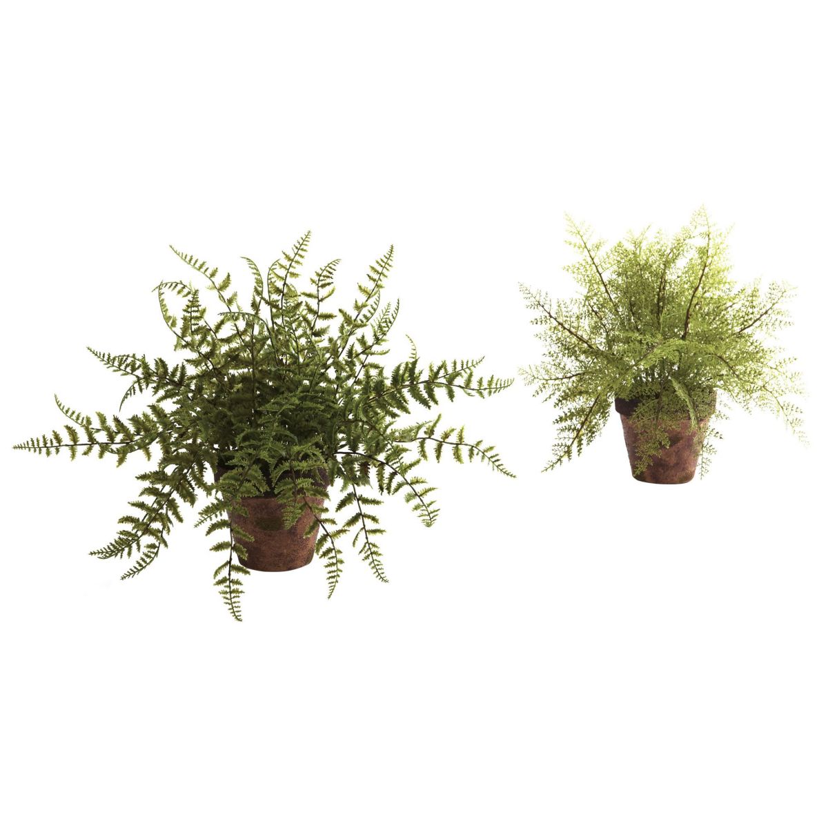 Set of 2 Ferns With Decorative Planter
