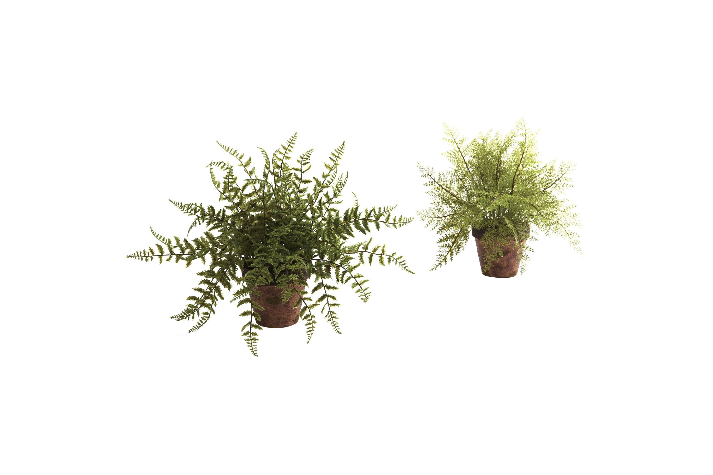 Set of 2 Ferns With Decorative Planter